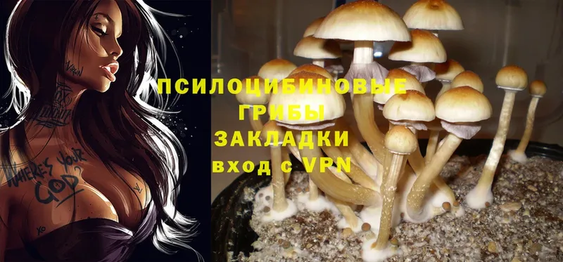 где найти   Бузулук  kraken зеркало  Галлюциногенные грибы Magic Shrooms 